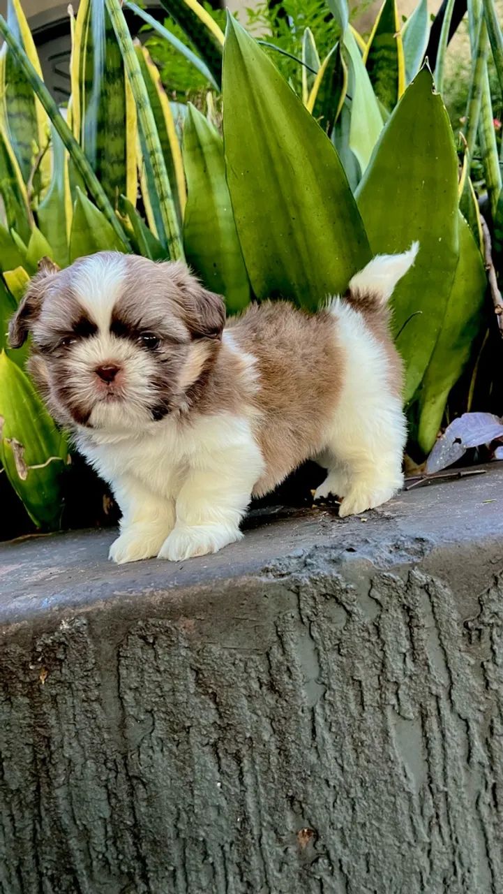 Shihtzu macho linhagem chocolate. - Foto 3