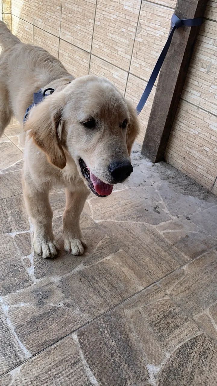 Golden  - Foto 2