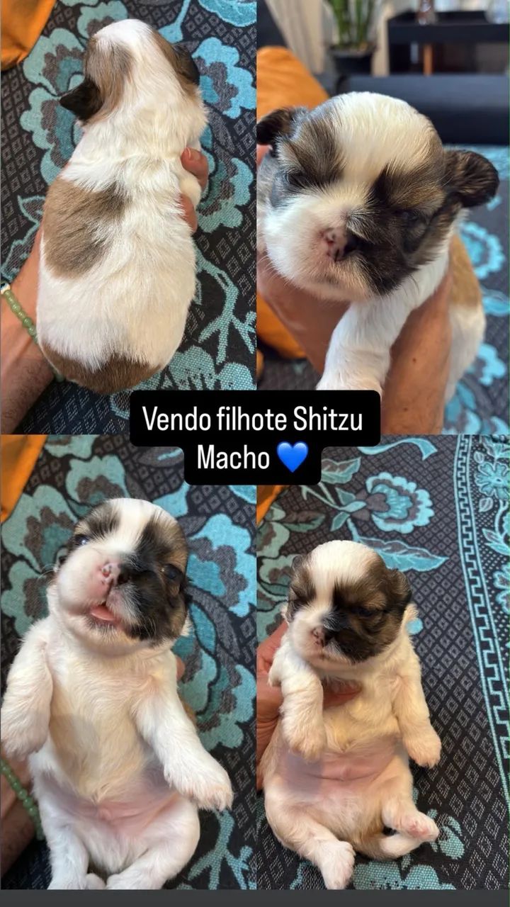 Raça Shitzu  - Foto 3