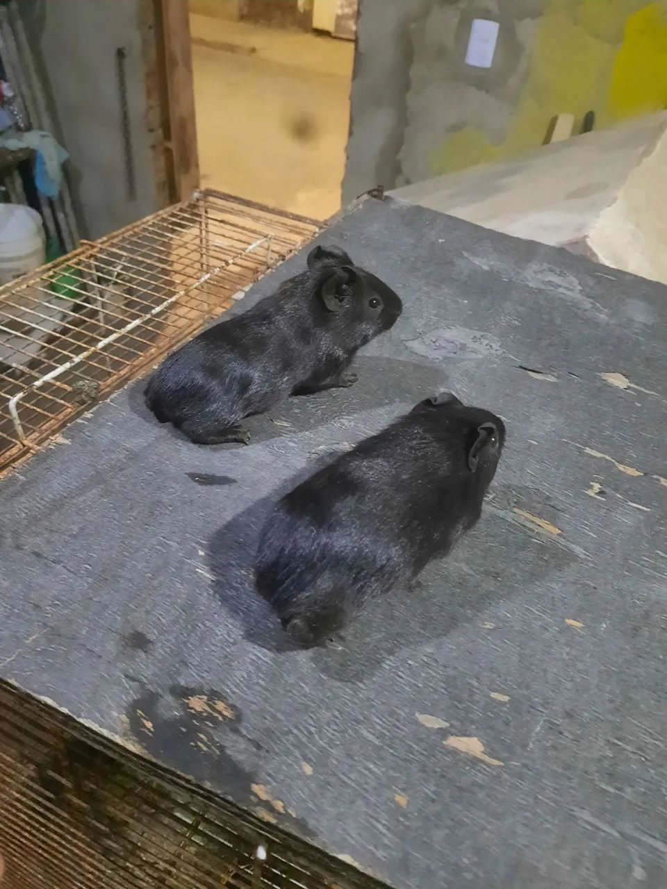 Vendo porquinhos da índia65048997895555120