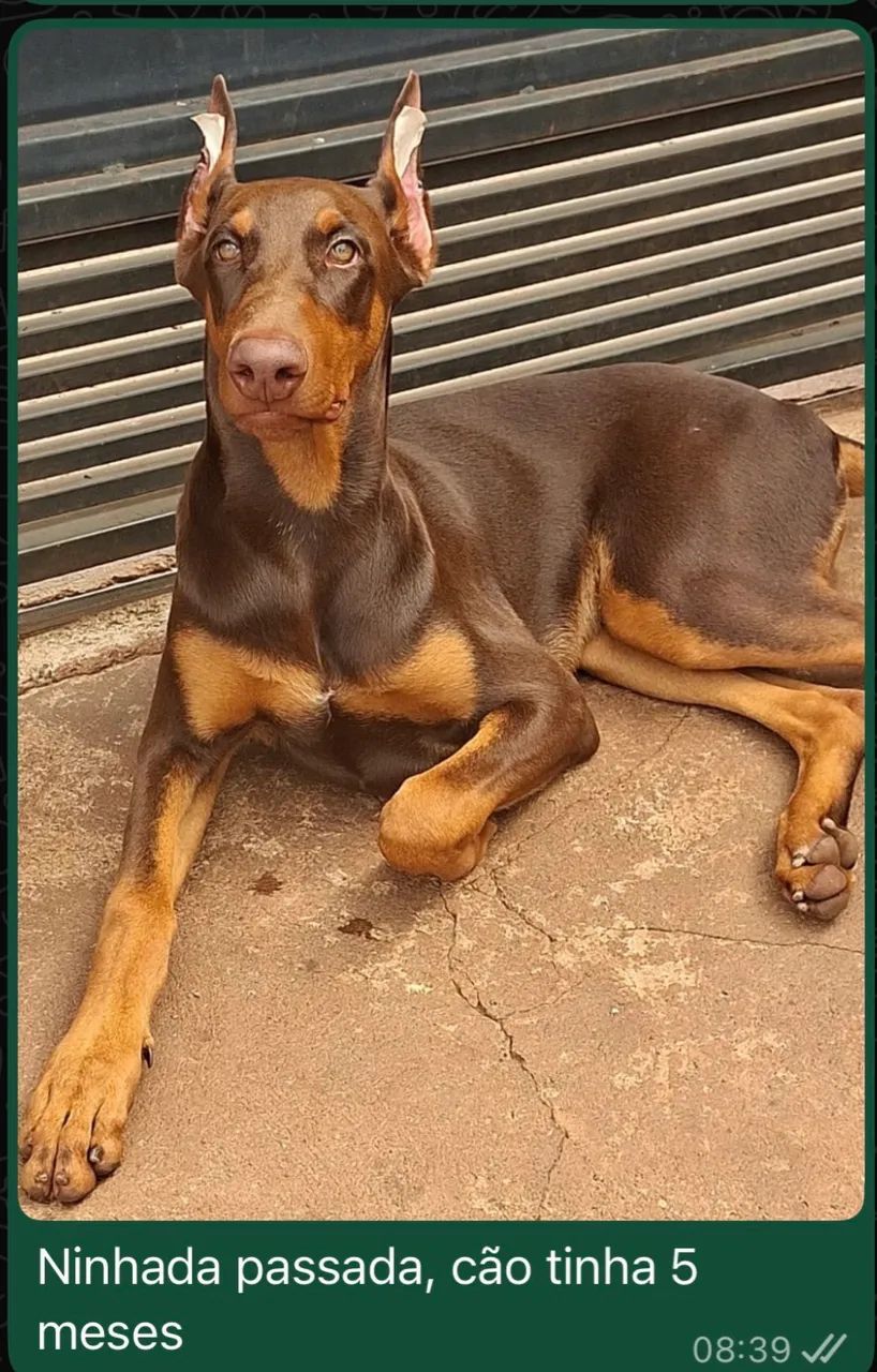 Doberman Macho  - Foto 4