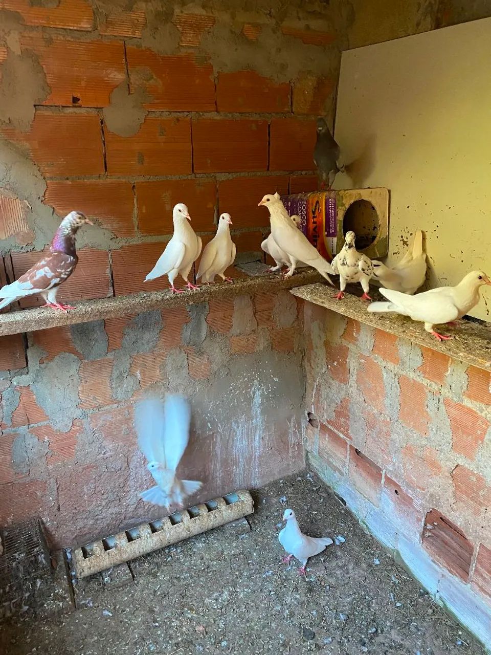 Vendo pombo  - Foto 3
