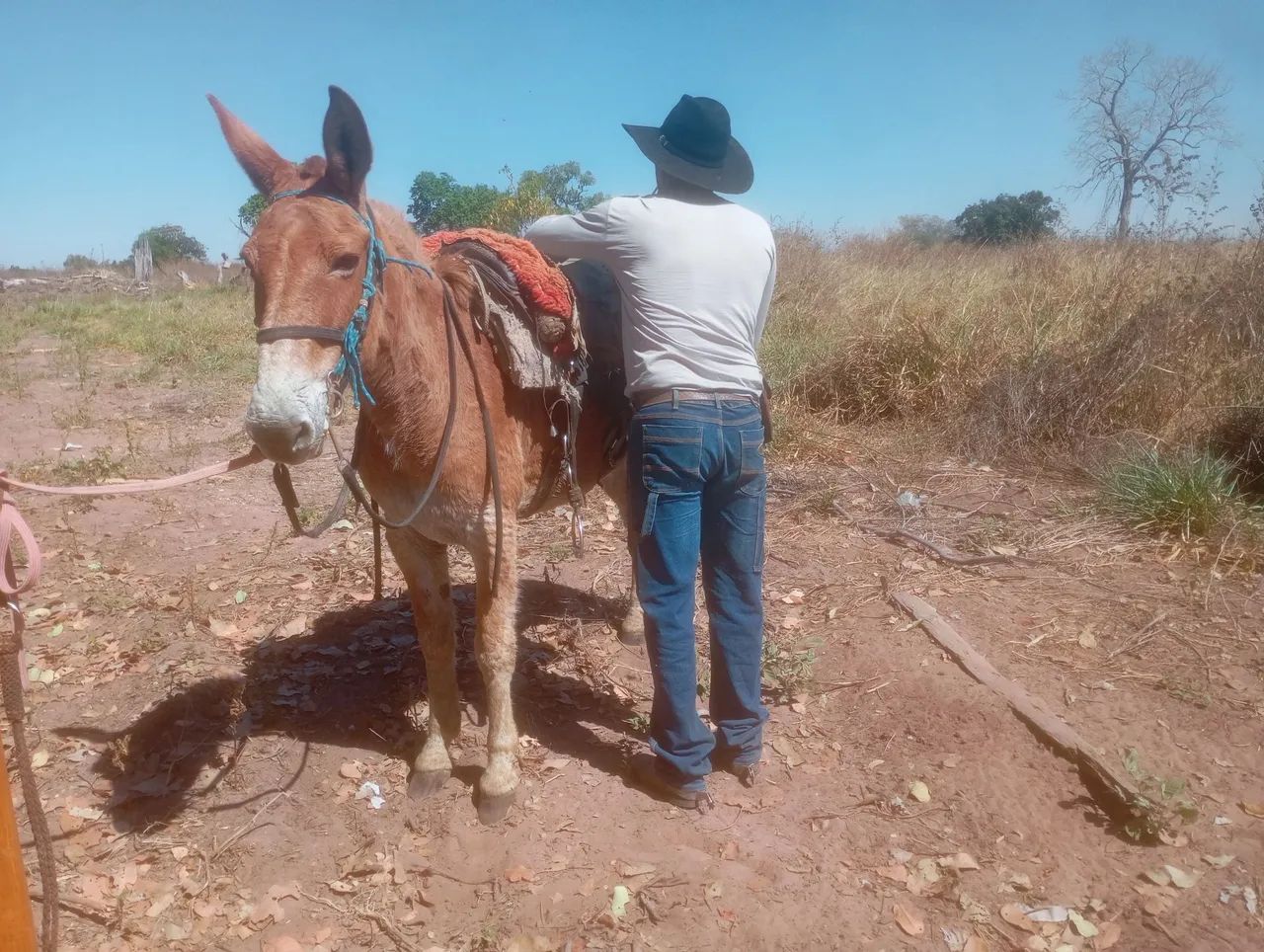 Burro e mula à venda!Mansos!