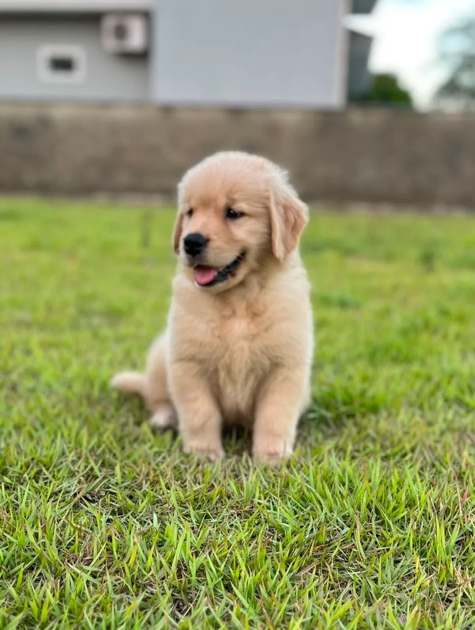 Filhote Golden Retriever  - Foto 2
