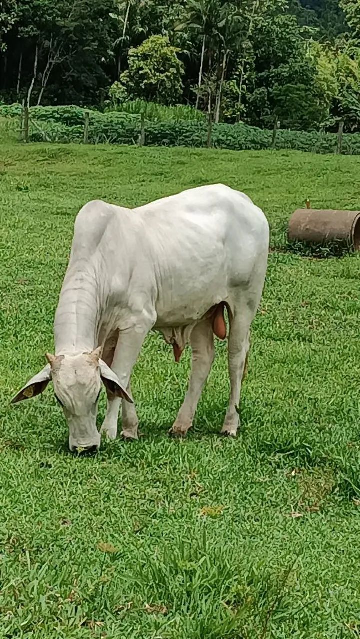 Torro Nelore 3 anos .