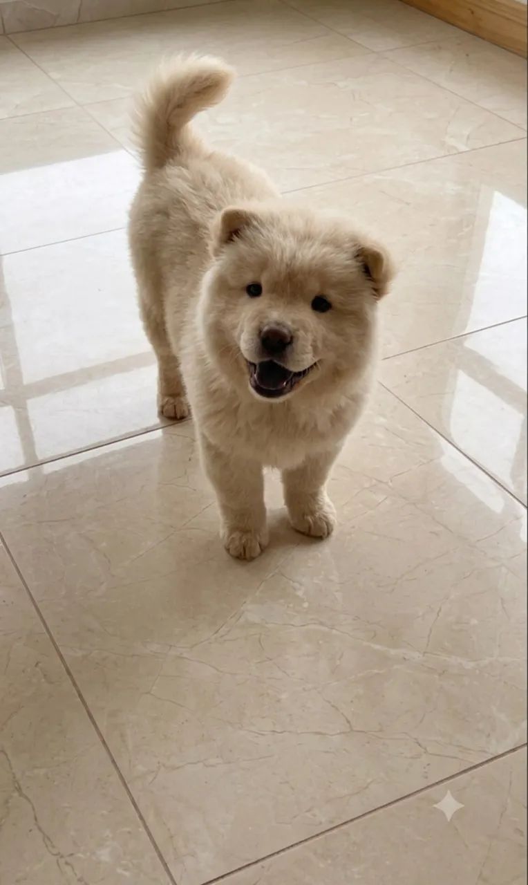 Chow chow macho - Foto 2