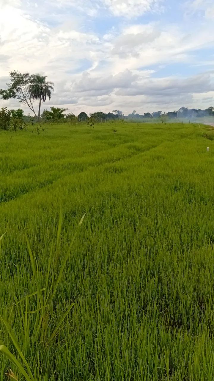 Foto - Irará - 