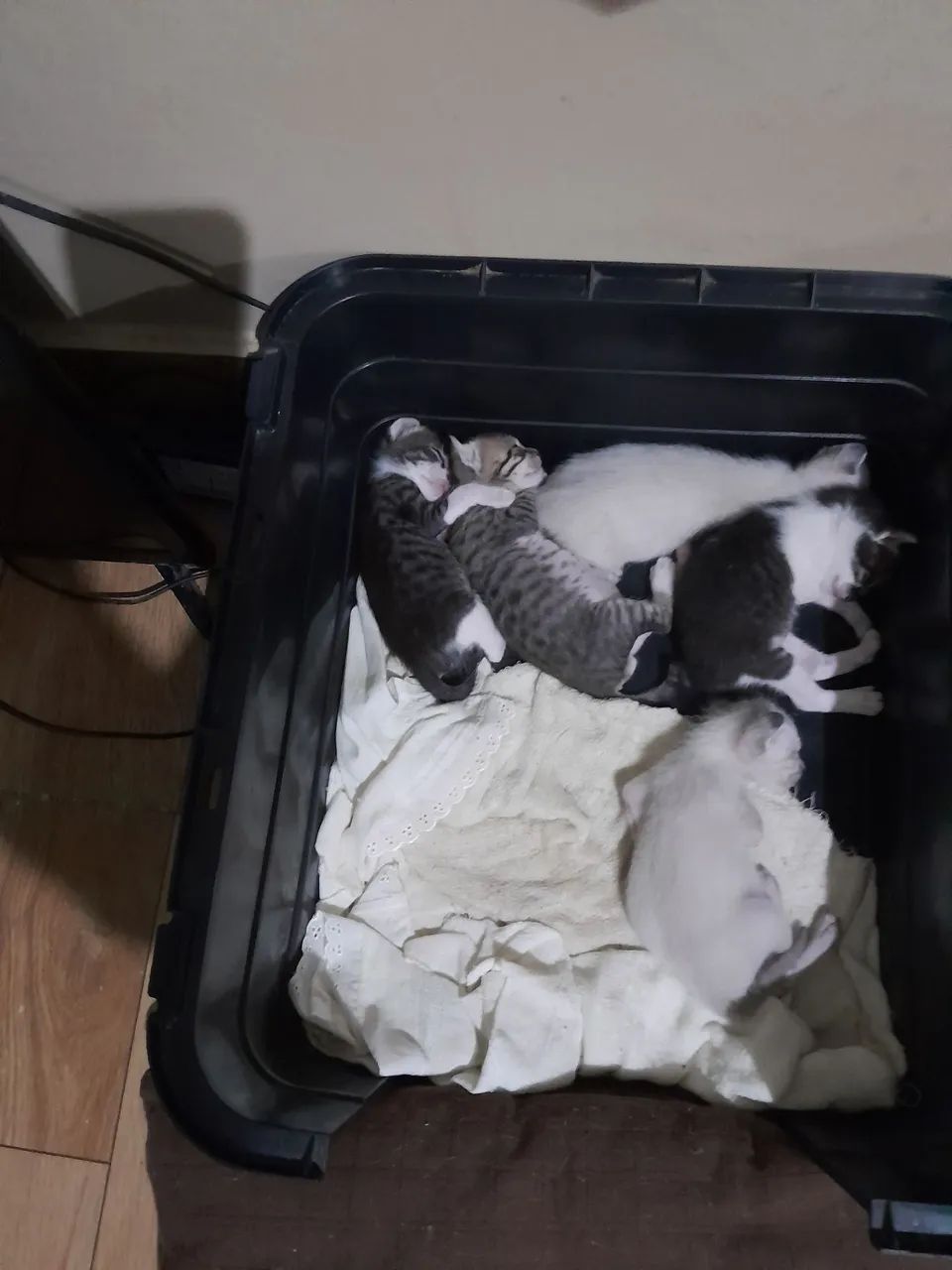 4 gatos á adoção  - Foto 3