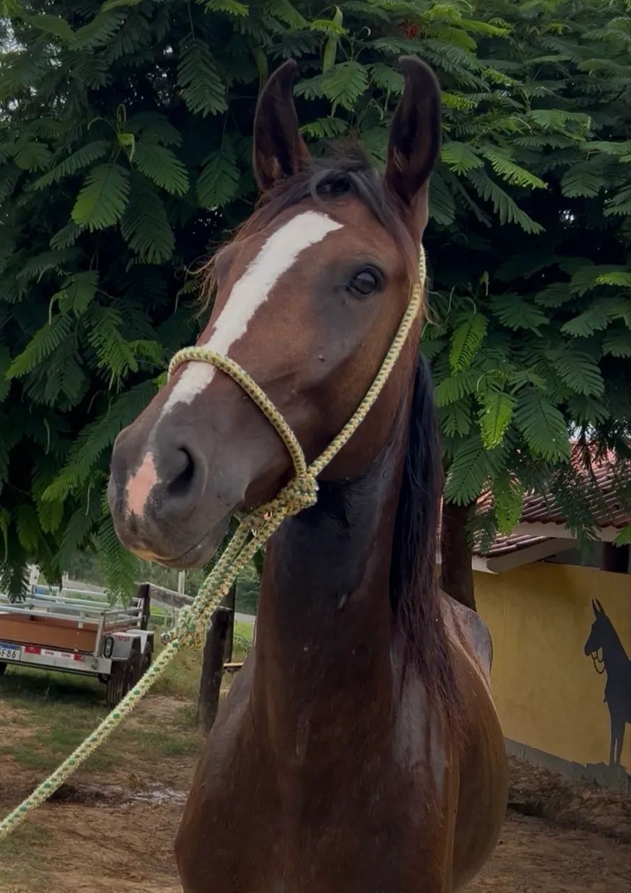 Morena Franca do Criatório RWS égua Mangalarga Paulista - Foto 4