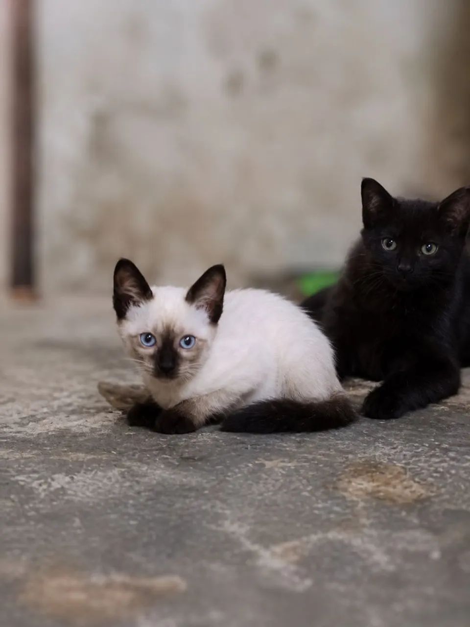 Doação de gatinhos