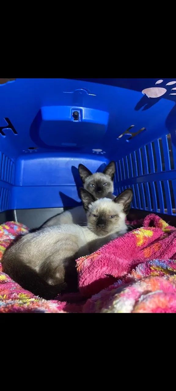 Doação Gatos Siamês Filhotes