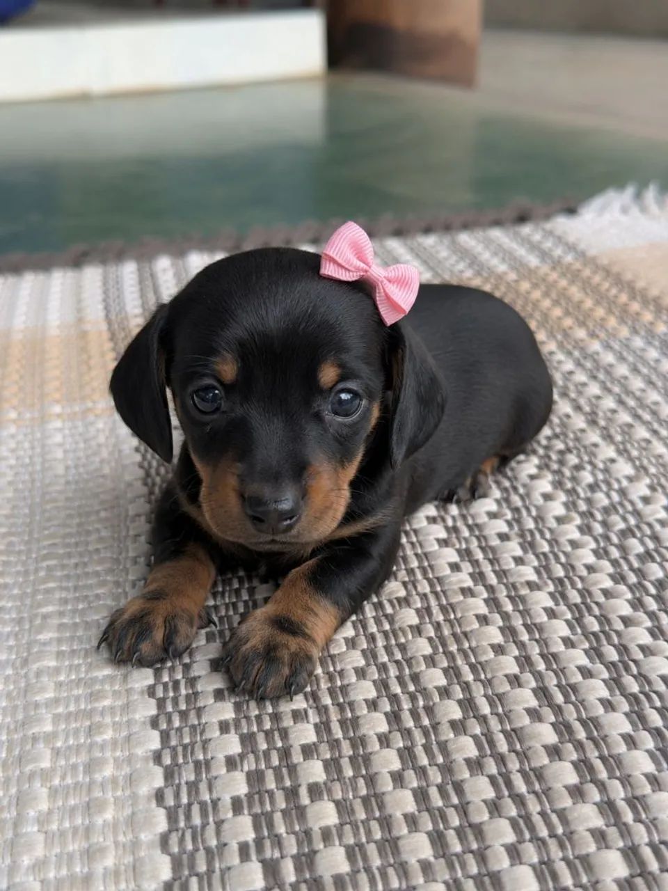 Casal Dachshund  - Foto 2