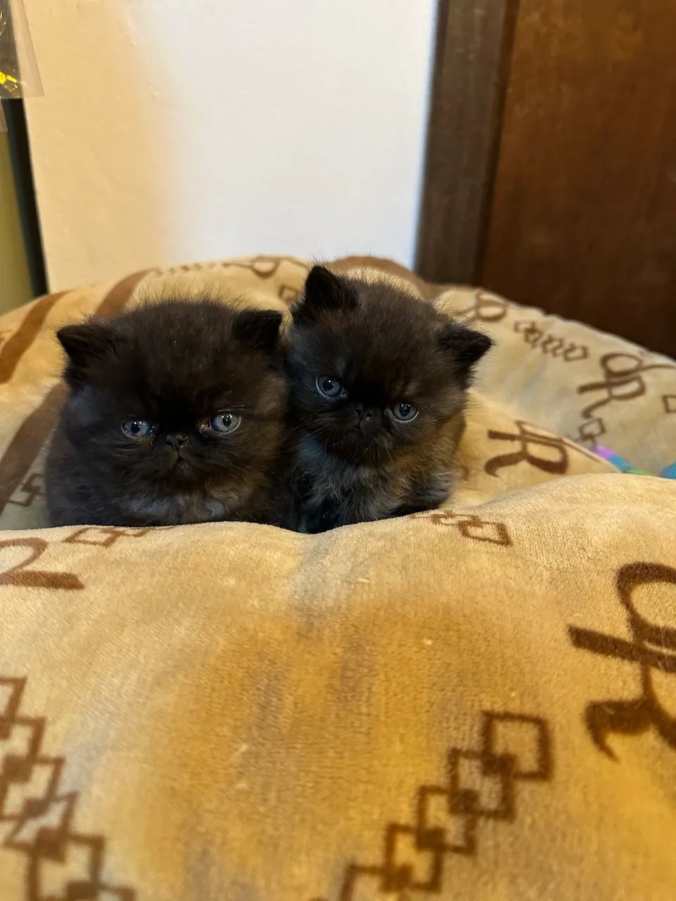 Gatos persas e exóticos  - Foto 4