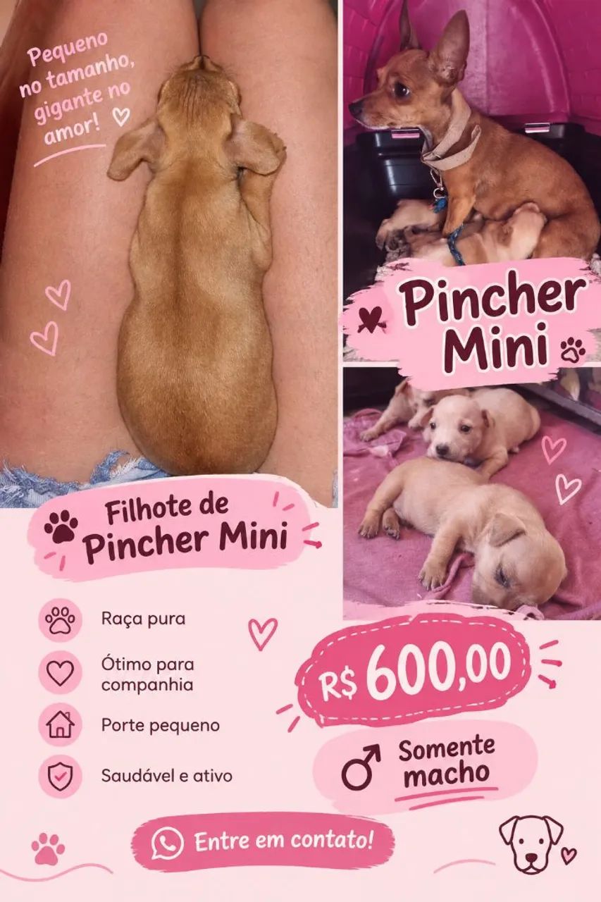 Pincher mini