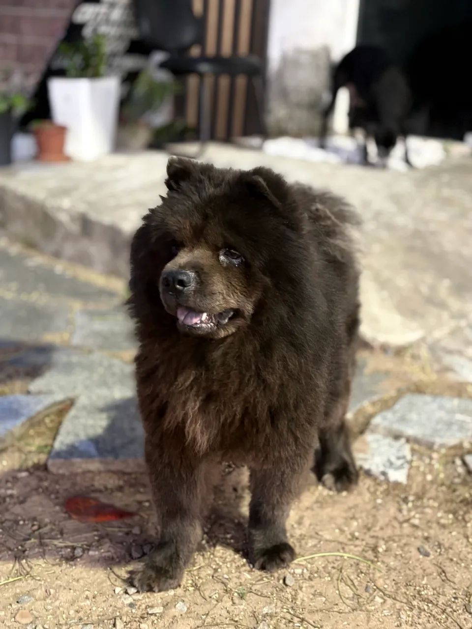 Cachorro  - Foto 2