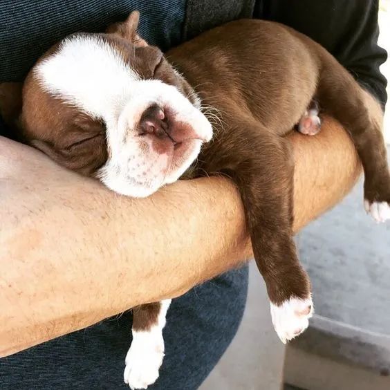 Boston Terrier - Foto 2
