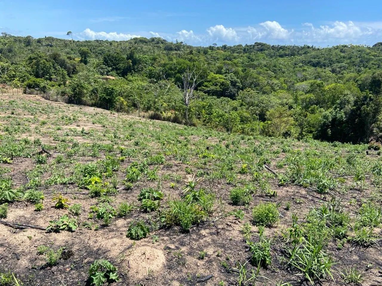 Vendo terreno em Imbassaí - Foto 2