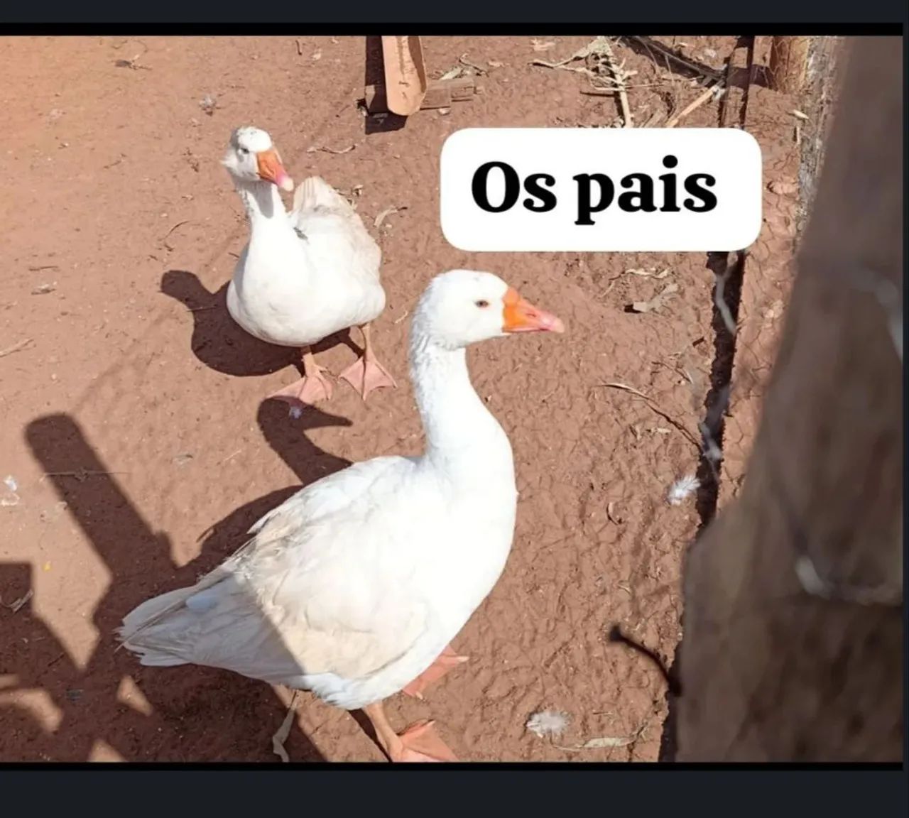 Gansinhos - Foto 2