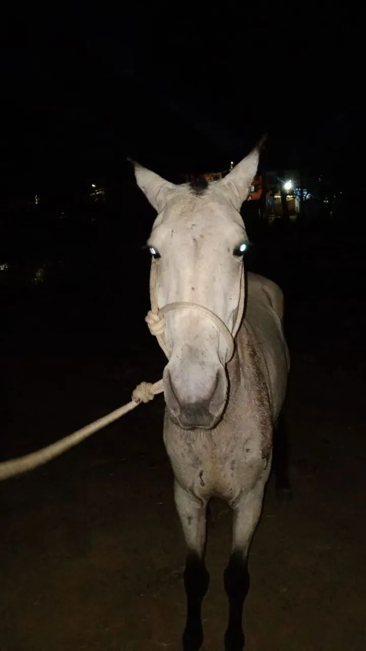 Cavalo  - Foto 3