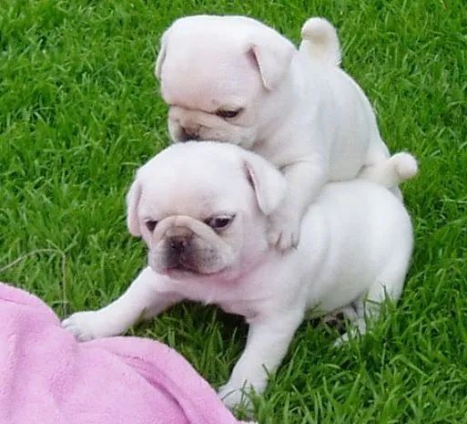Pug Filhotes  - Foto 2