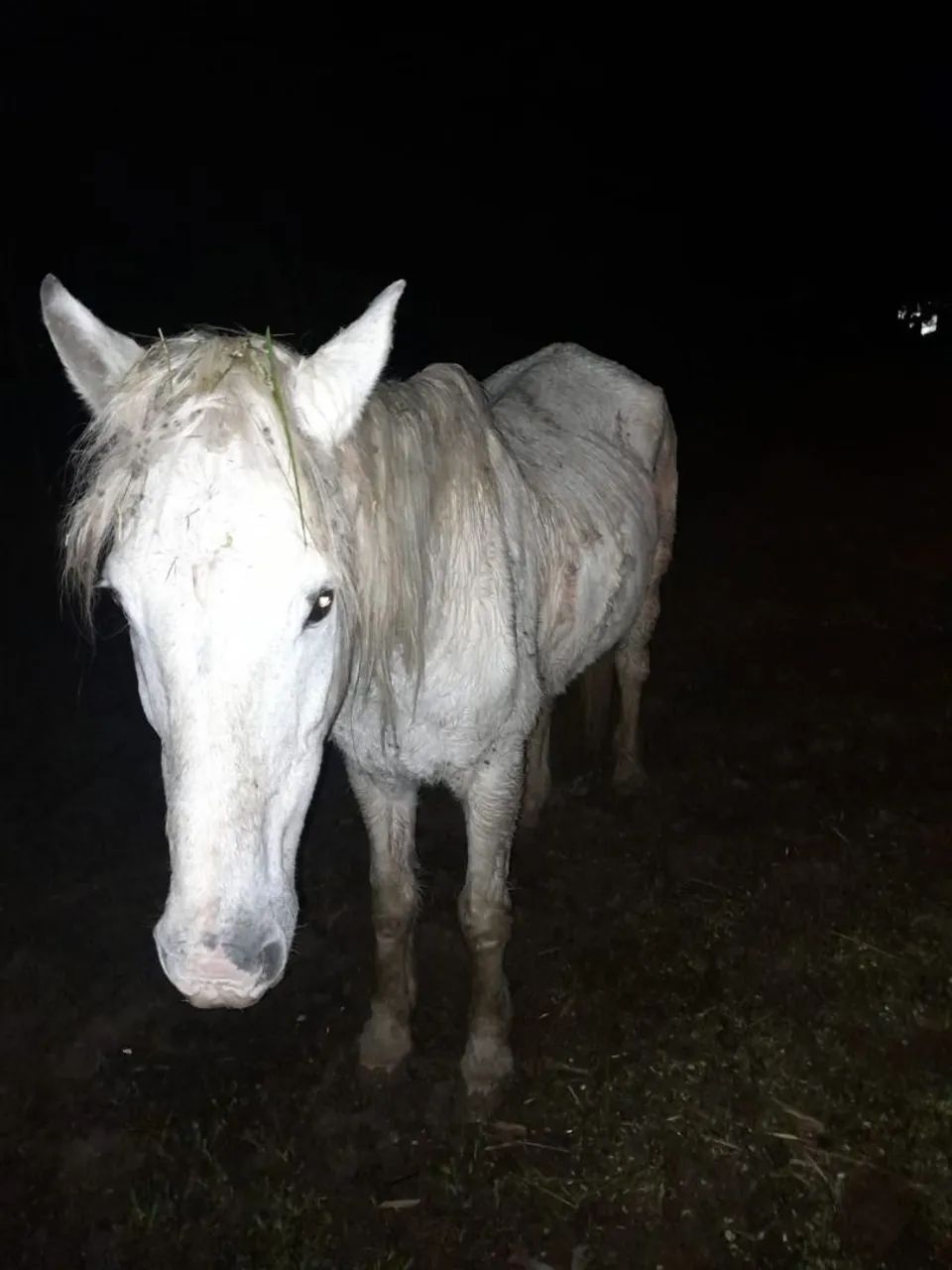 Vendo tordilho pai Percheron e mae manga larga  - Foto 2