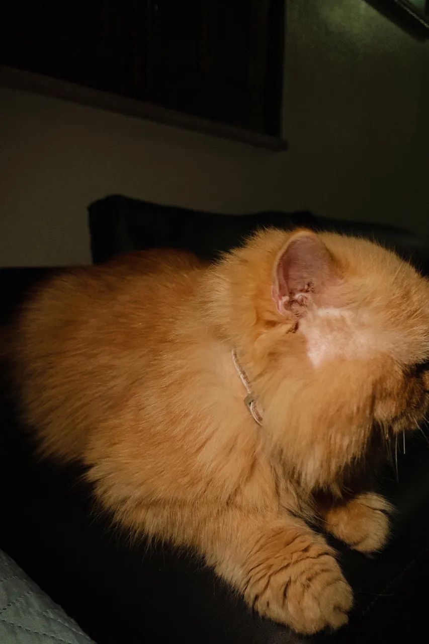 GATO PERSA PURO PARA CRUZAMENTO. - Foto 6