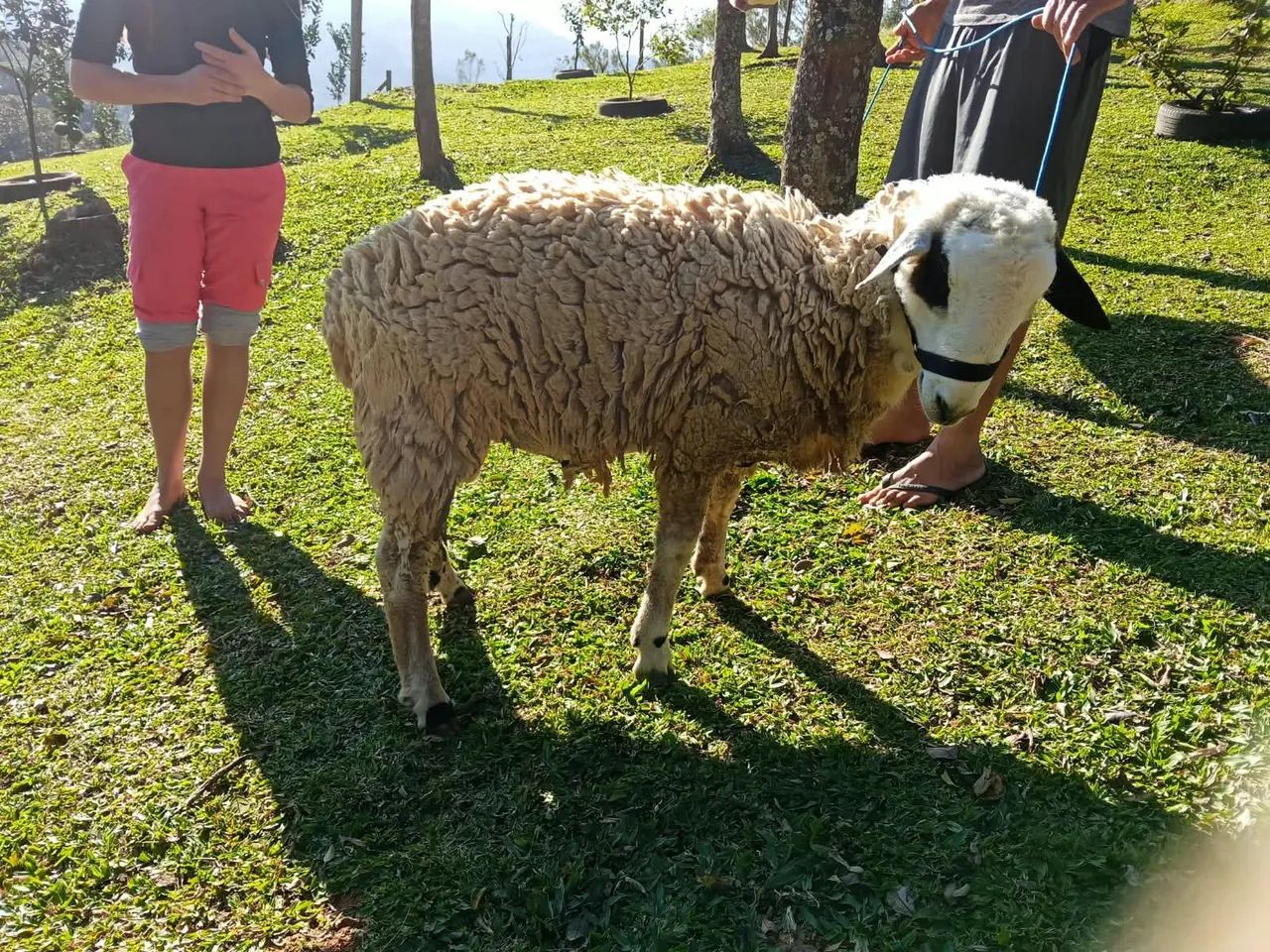 Carneiro manso - Foto 2