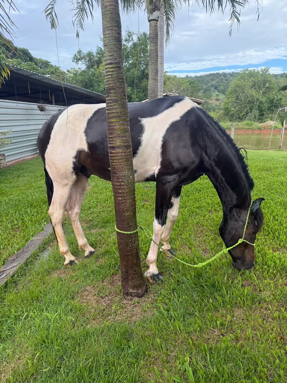 Cavalo pampa de preto 