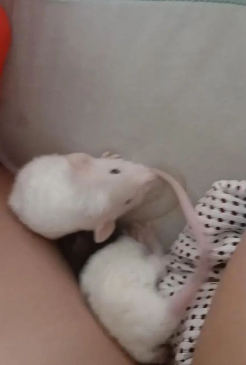 Ratos Twister - Super dóceis e prontos para um novo lar - Foto 5