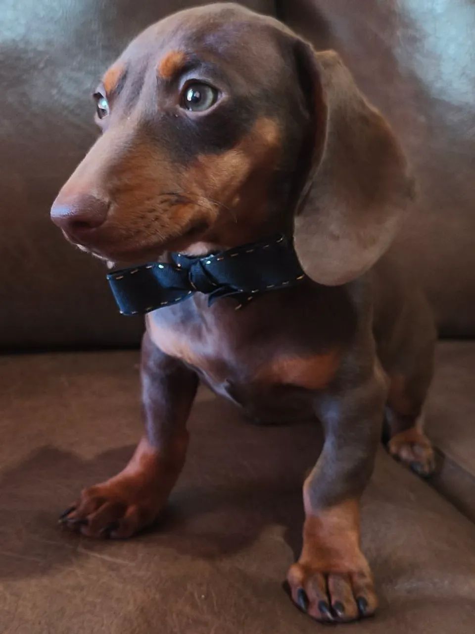 Dachshund  chocolate  - Foto 2