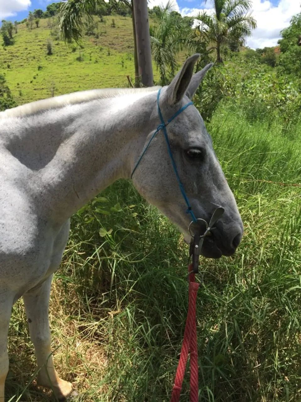 Égua Mangalarga Marchador  - Foto 3