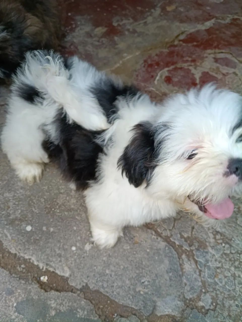 Vendas de shitiso  - Foto 9