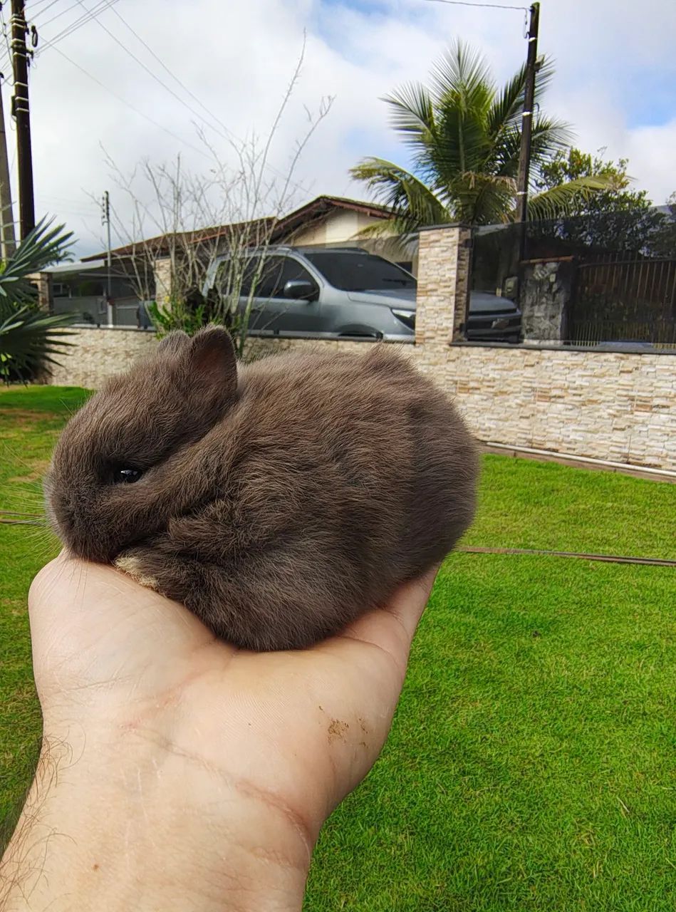 Coelhos anão de Netherland  - Foto 4