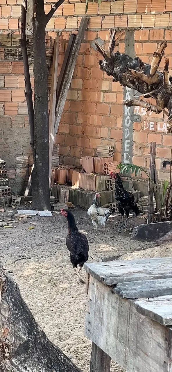 Galinha Caipira e Caipirão