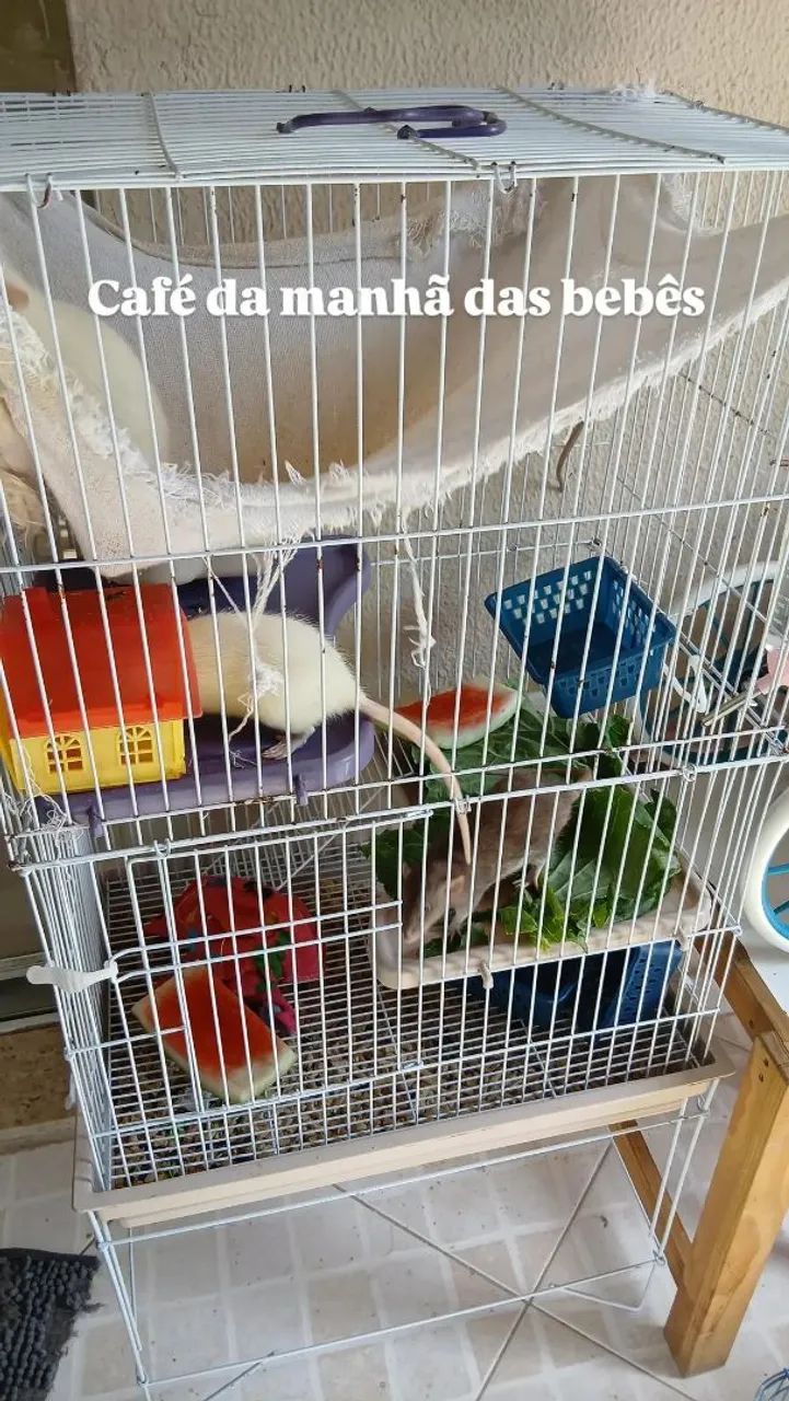 Gaiola para rato twister - Foto 2