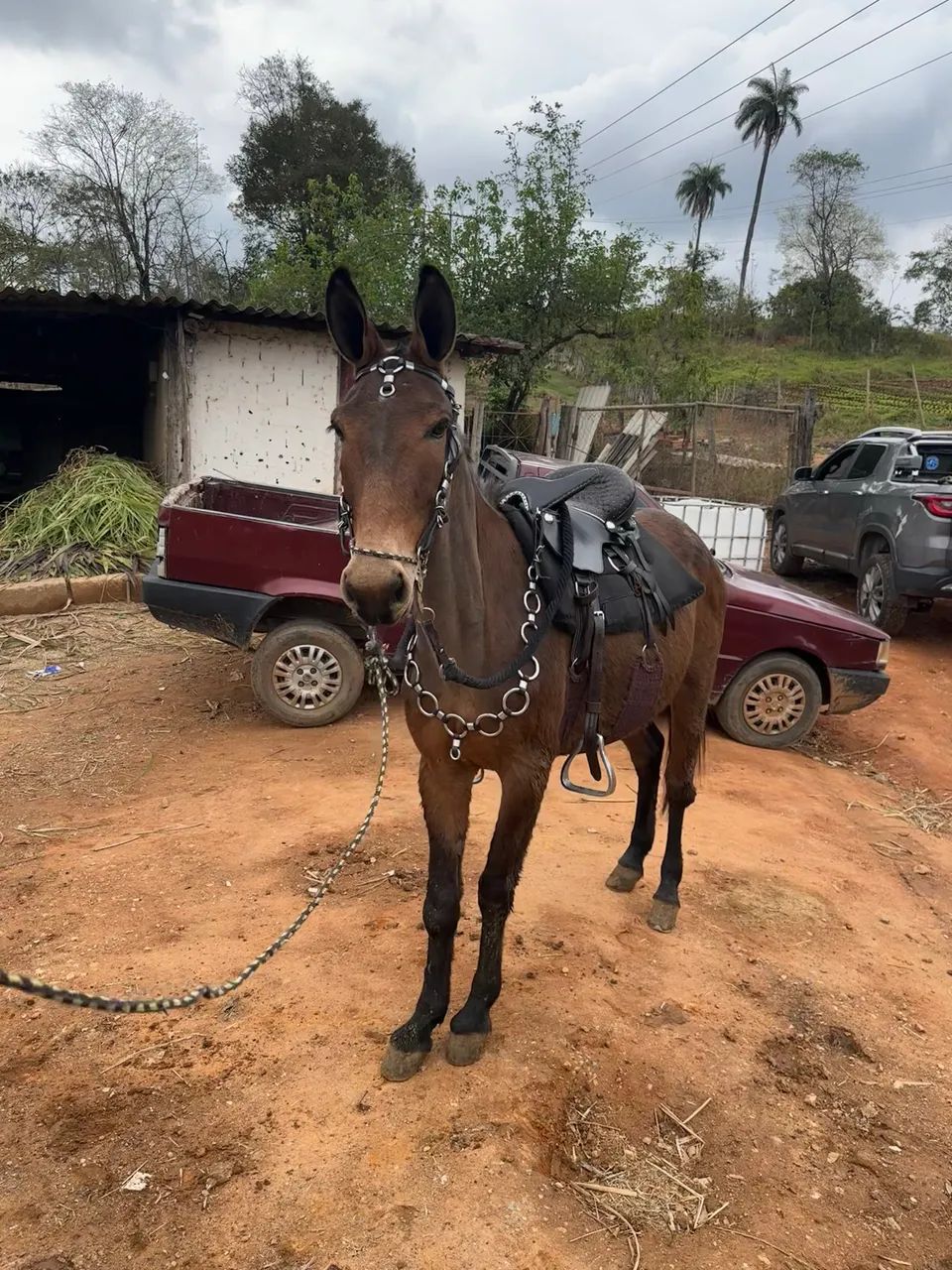 BURRO MANSO  - Foto 4