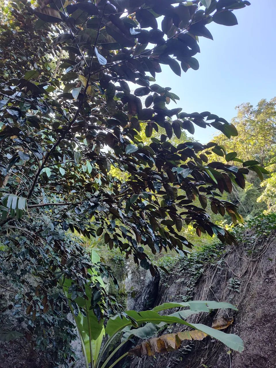 Vende se Uma Chácara. - Foto 2