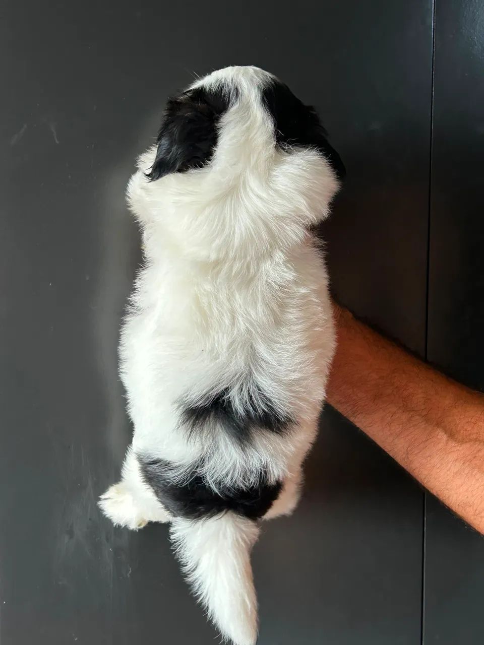 Cachorro raça Shitzu  - Foto 3