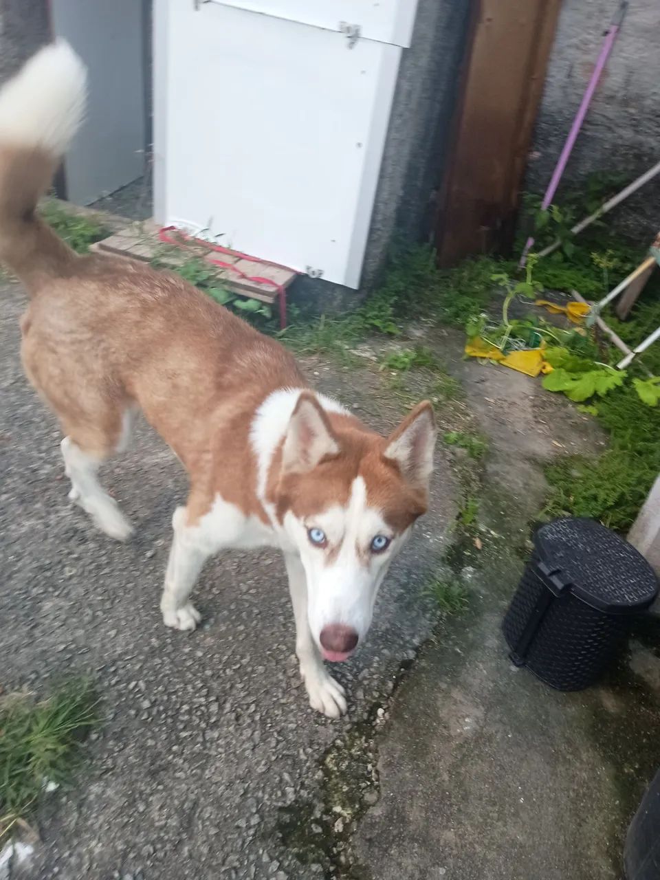 Cachorra husky siberiano