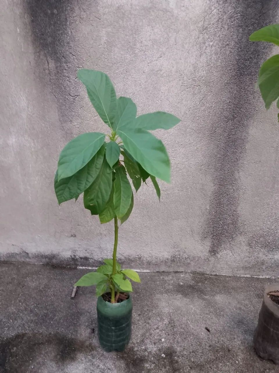 Frutiferas - Mudas de ótima procedência - R$ 15,00 cada IMPERDÍVEL. - Foto 4