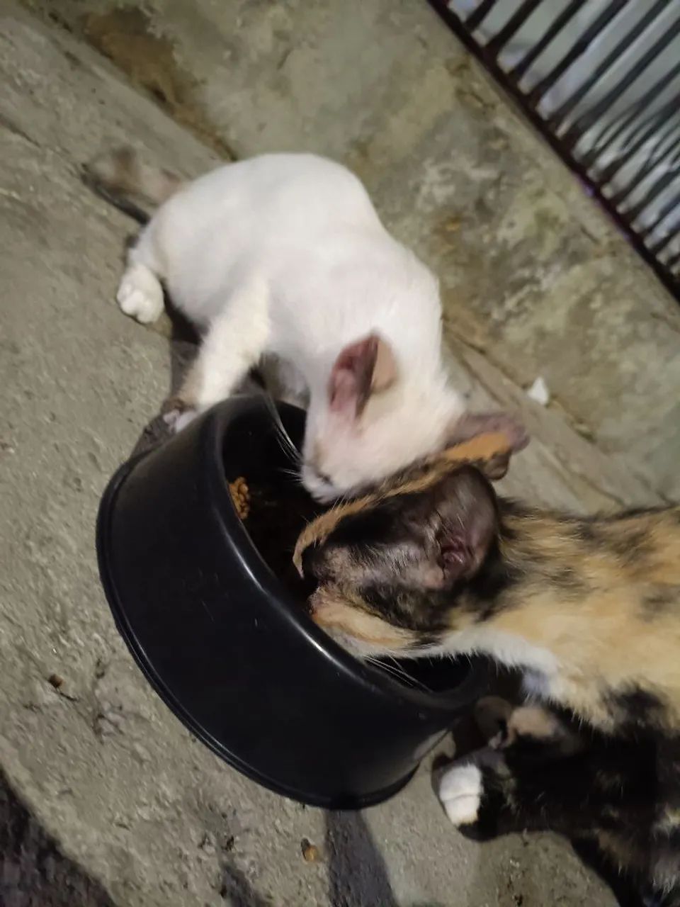 filhotes de gato - Foto 5