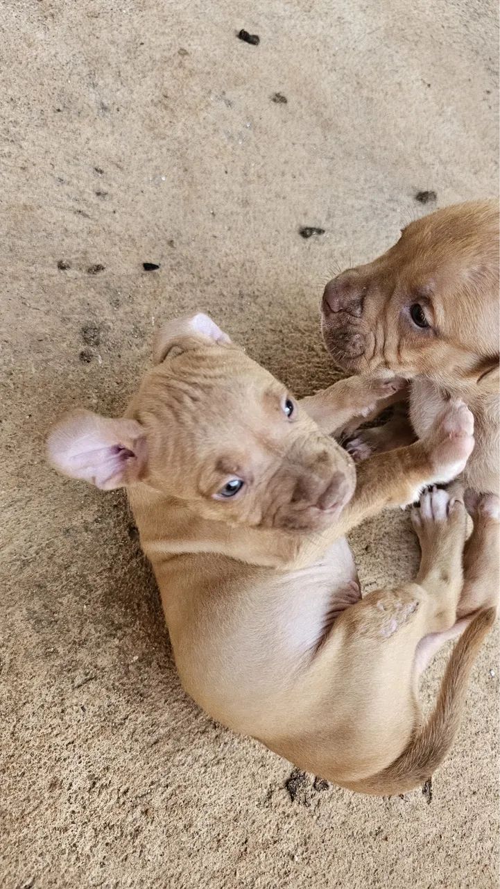 Filhotes de pitbull  - Foto 4