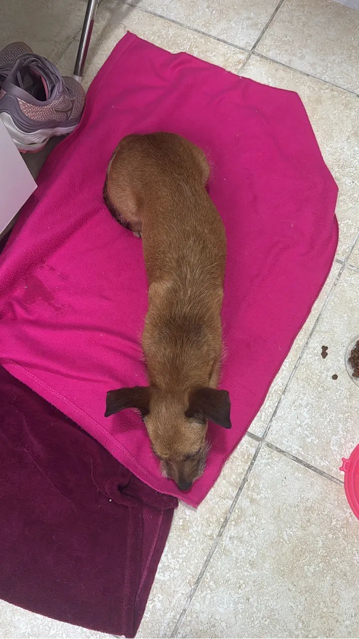 Pet para adoção responsável  - Foto 2