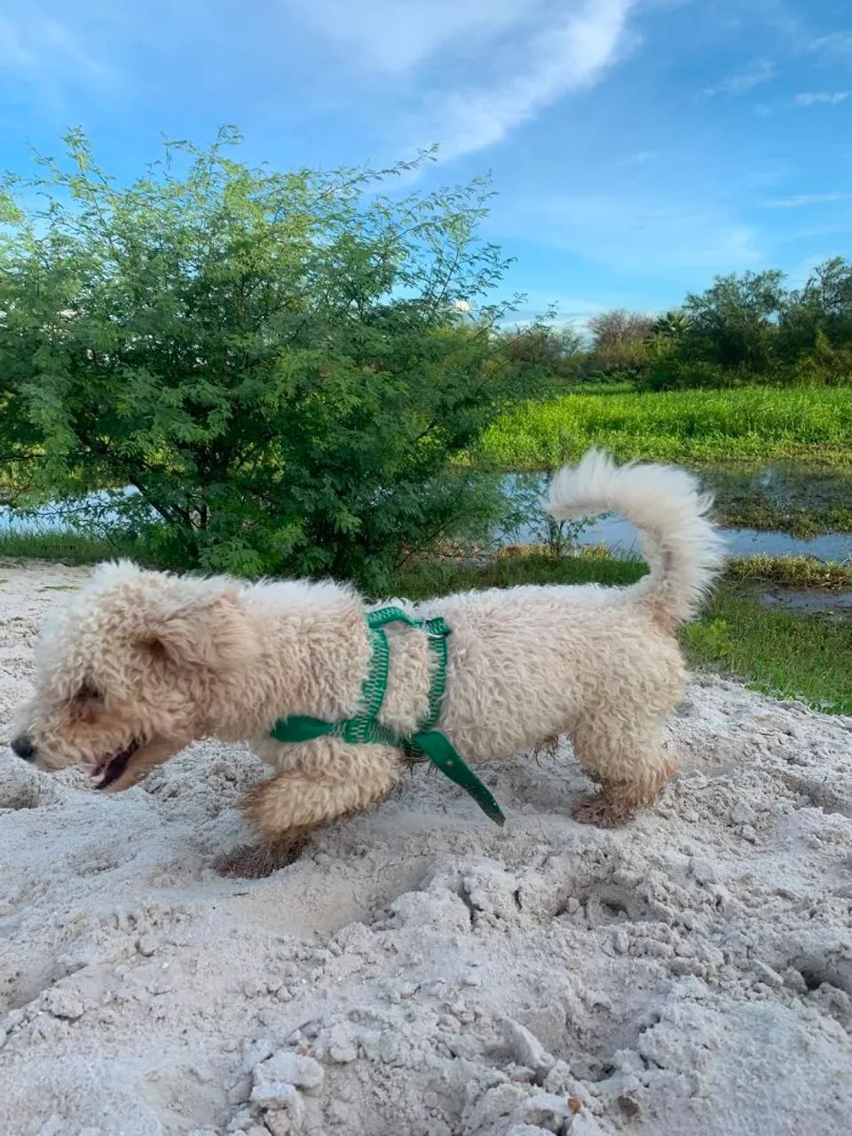 Poodle Toy Macho - Foto 2