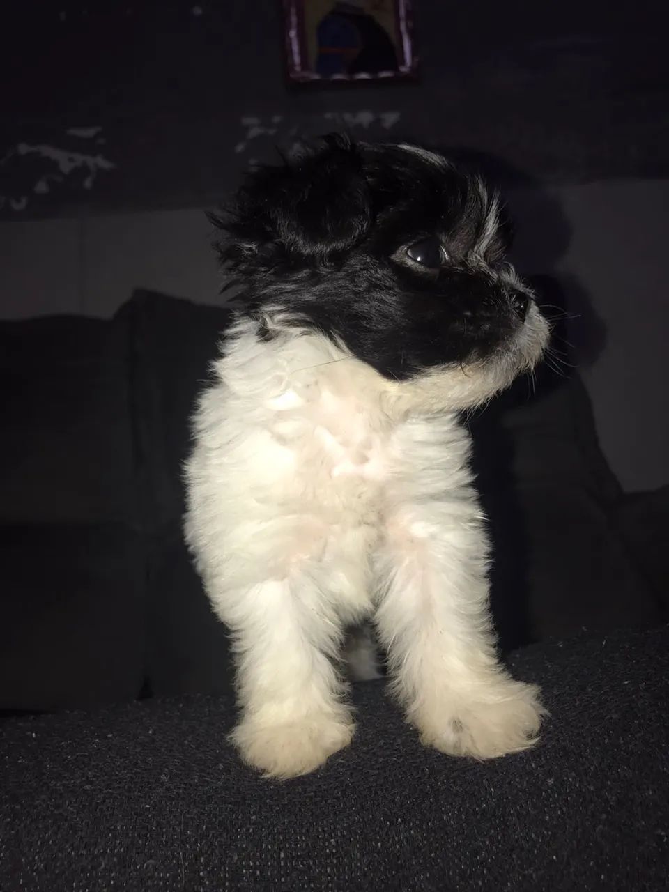 Vende se shitsu femea 450$ * zap - Foto 2
