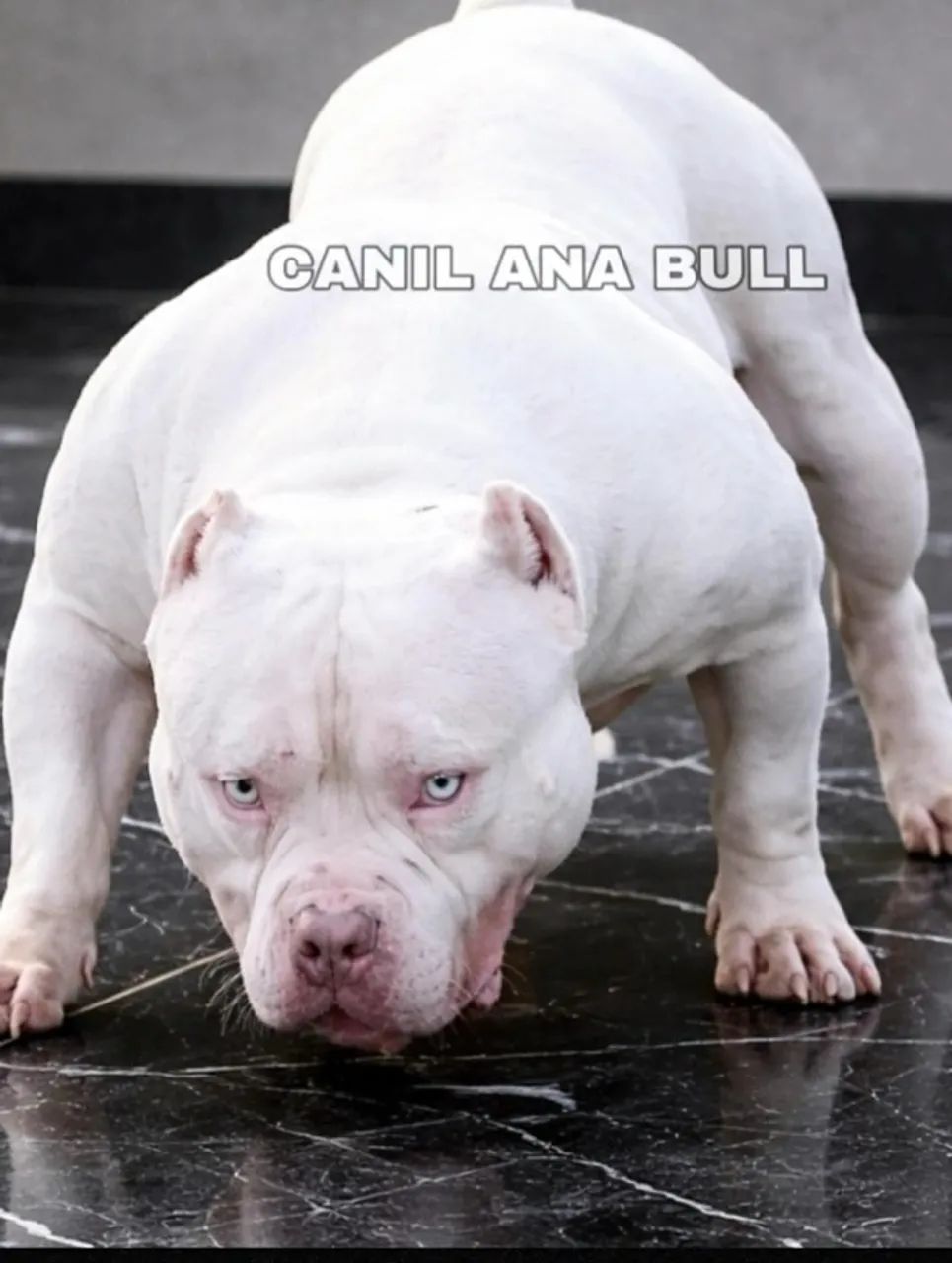 filhotes de american bully canil renomado
