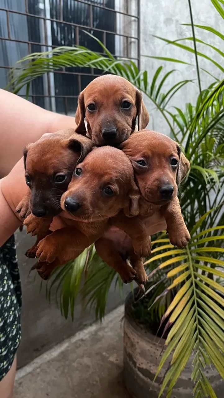Filhotes de Dachshund - Foto 5