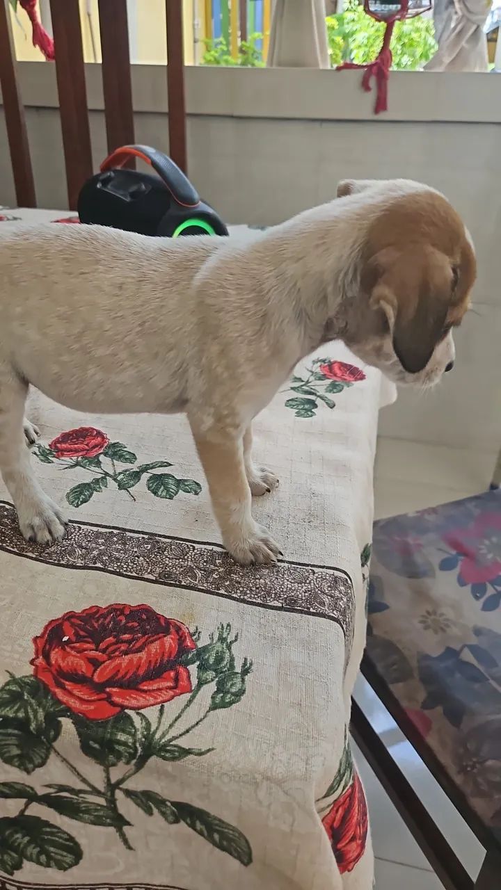 Doação de cachorrinhos.  - Foto 4