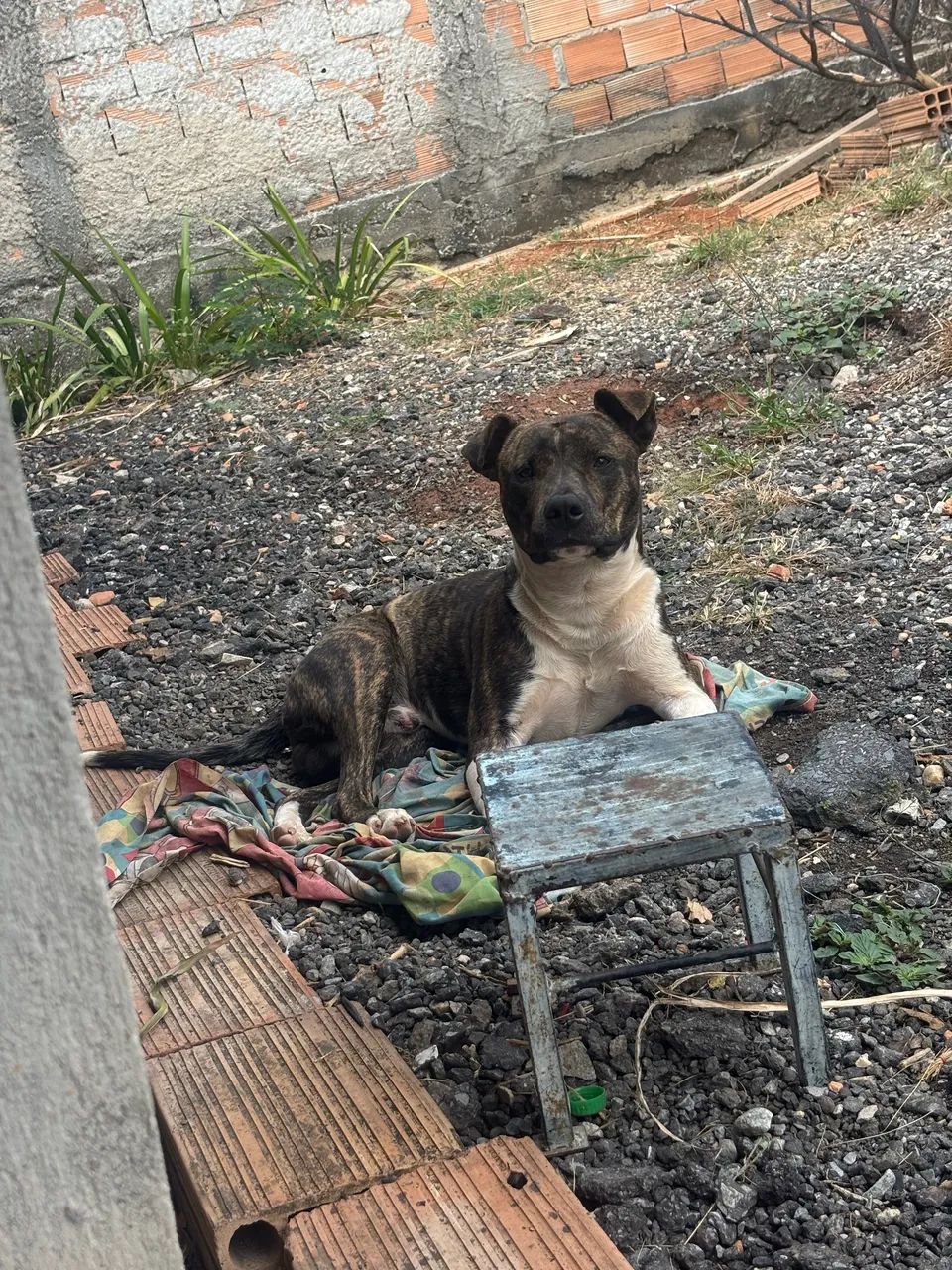 Filhote de american bully com pitbull  - Foto 5