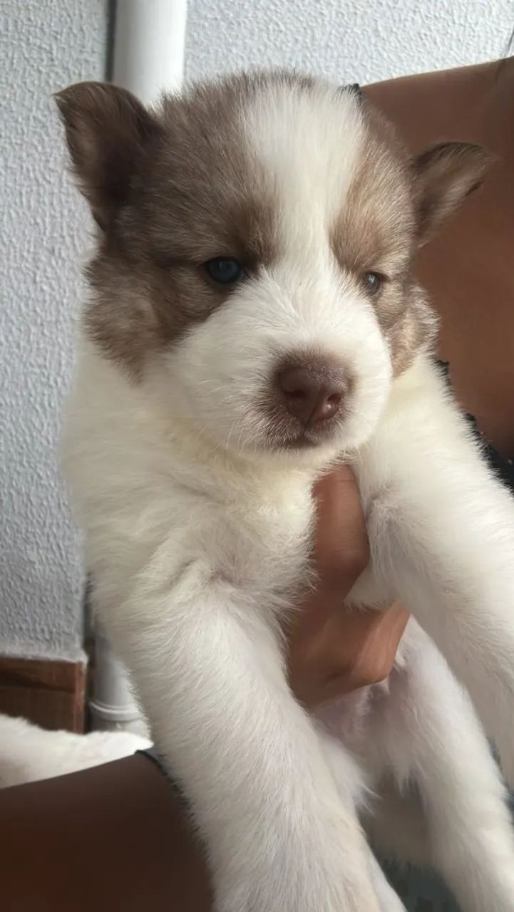 Filhotes Husky Siberiano  - Foto 5